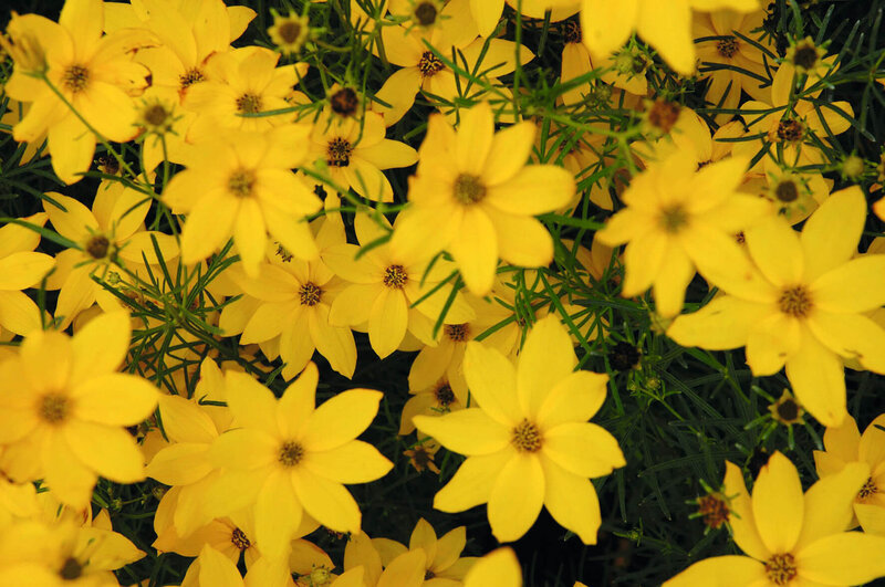 Coreopsis verticillata Zagreb