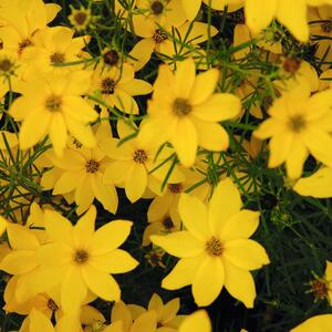 Coreopsis verticillata Zagreb