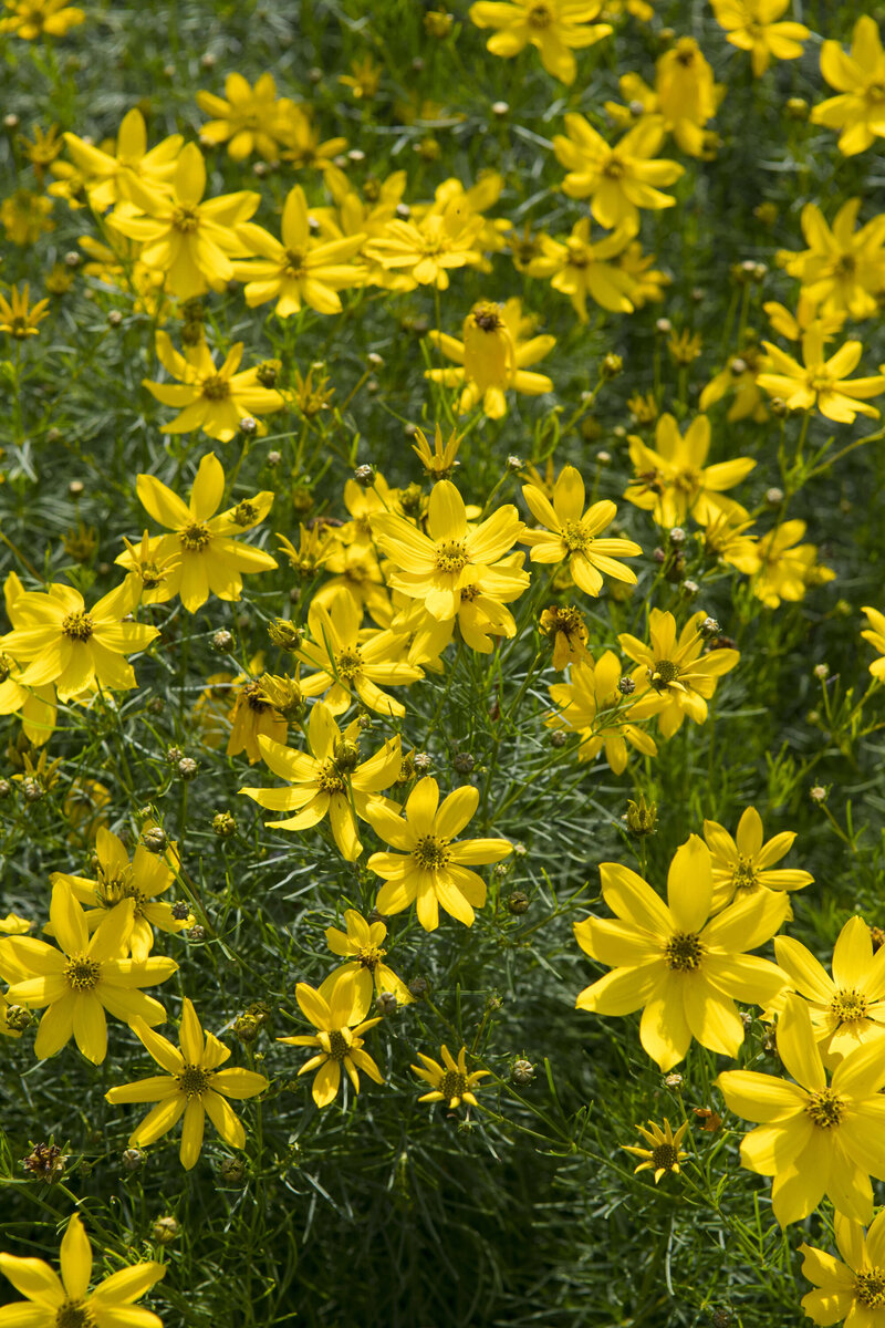 Coreopsis verticillata Zagreb