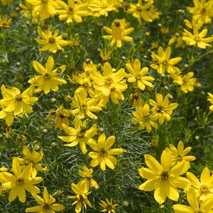 Coreopsis verticillata Zagreb