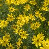 Coreopsis verticillata Zagreb