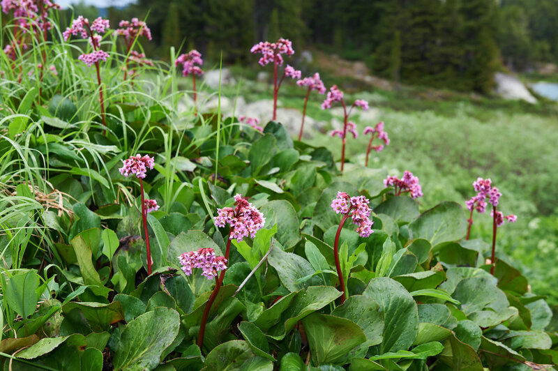 Bergenia cordifolia Herbstblüte