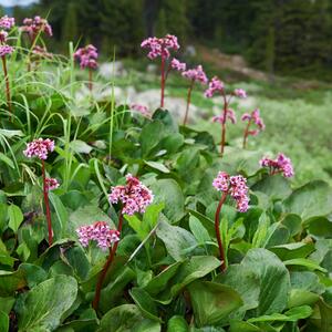 Bergenia cordifolia Herbstblüte