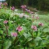 Bergenia cordifolia Herbstblüte