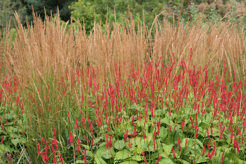 Bistorta amplexicaulis Speciosa