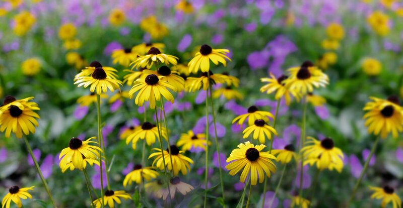 Rudbeckia fulgida Goldsturm