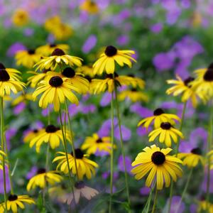 Rudbeckia fulgida Goldsturm