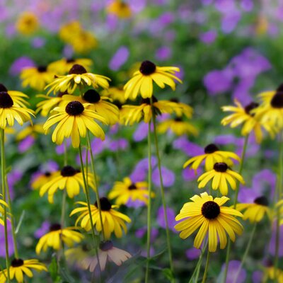 Rudbeckia fulgida Goldsturm