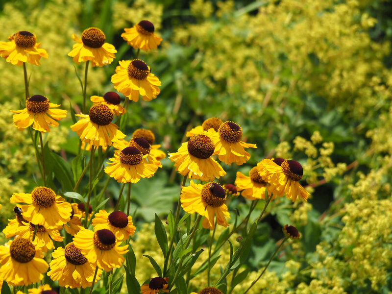 Helenium x cultorum El Dorado