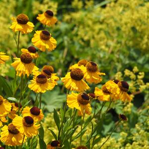 Helenium x cultorum El Dorado