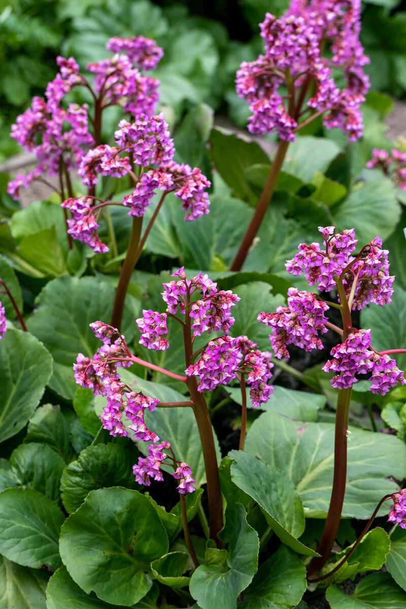 Bergenia cordifolia Herbstblüte