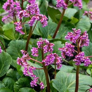 Bergenia cordifolia Herbstblüte