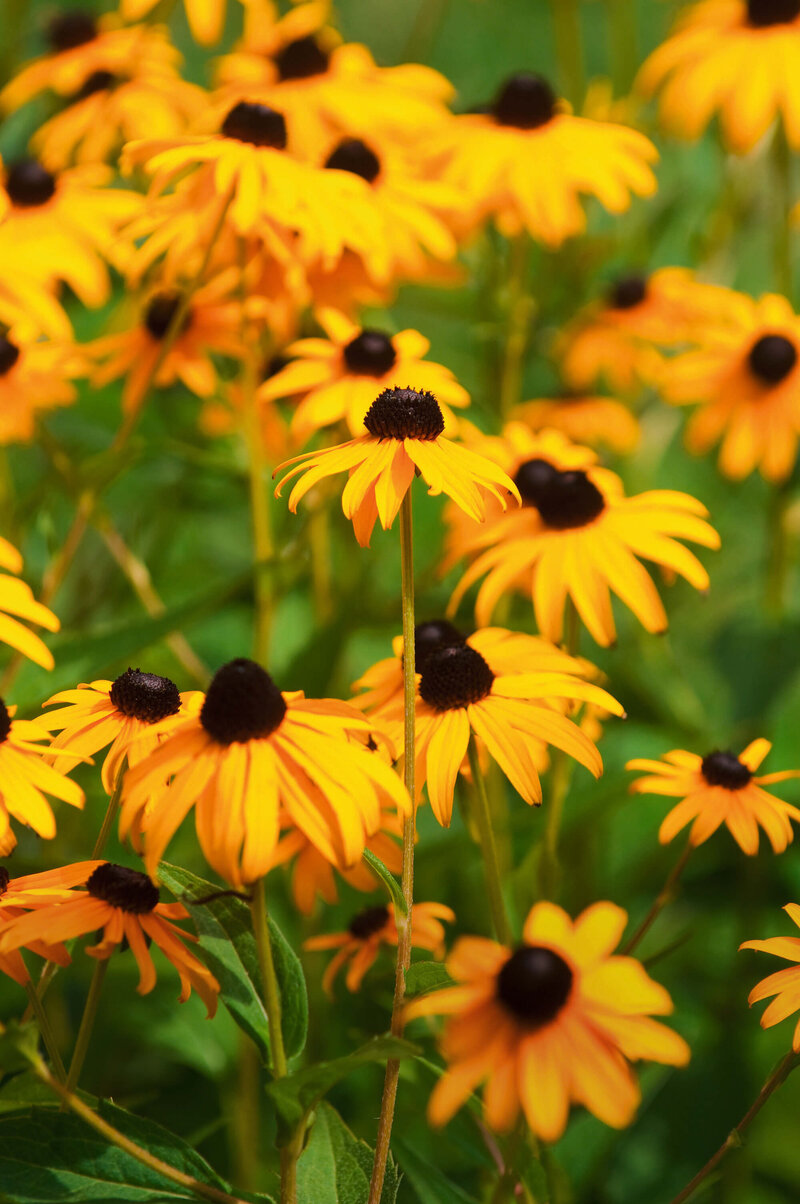 Rudbeckia fulgida Goldsturm