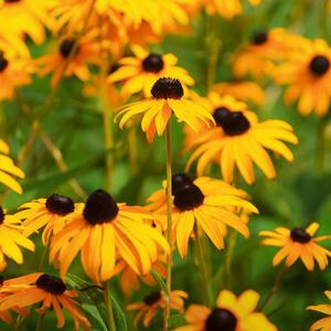 Rudbeckia fulgida Goldsturm