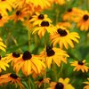 Rudbeckia fulgida Goldsturm