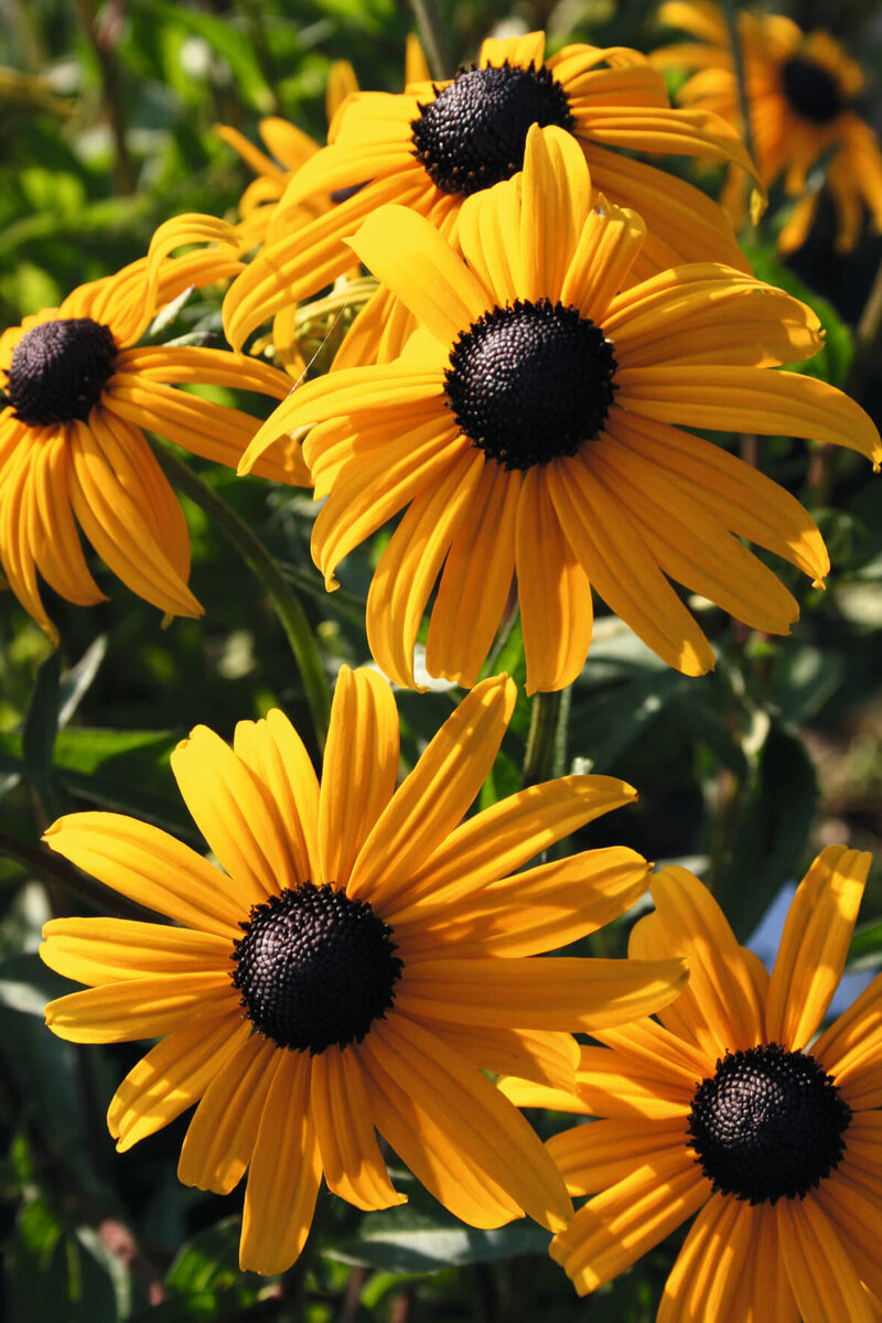 Rudbeckia fulgida Goldsturm