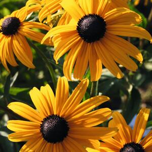 Rudbeckia fulgida Goldsturm