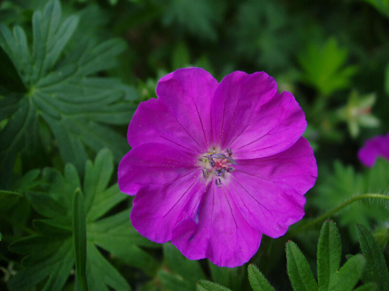 Geranium sanguineum Tiny Monster