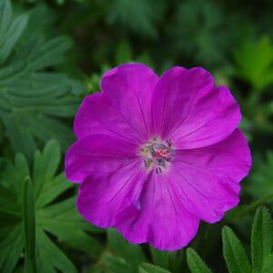 Geranium sanguineum Tiny Monster
