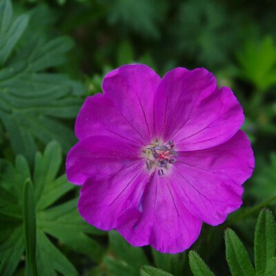 Geranium sanguineum Tiny Monster