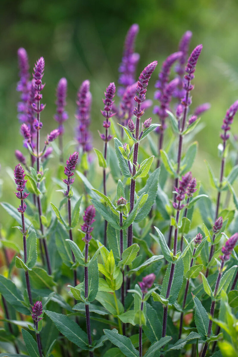 Salvia nemorosa Caradonna