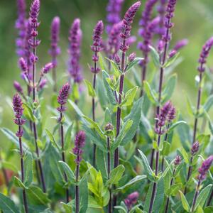 Salvia nemorosa Caradonna