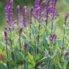 Salvia nemorosa Caradonna