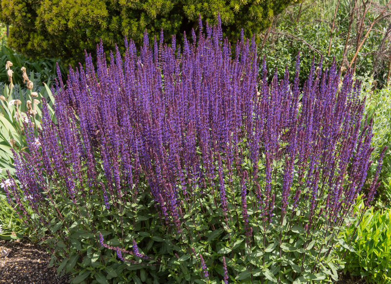 Salvia nemorosa Caradonna