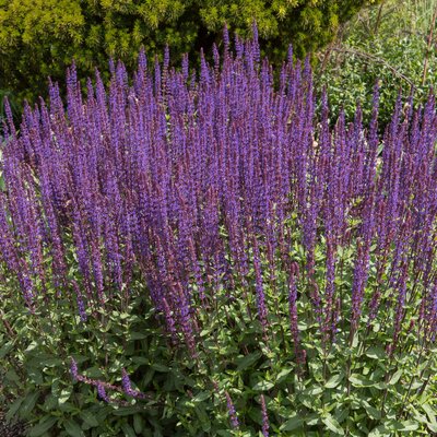 Salvia nemorosa Caradonna