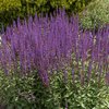 Salvia nemorosa Caradonna