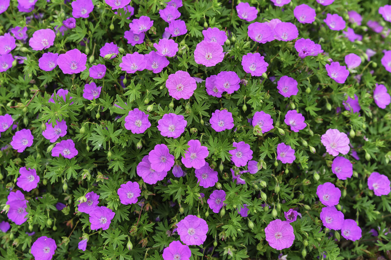Geranium sanguineum Tiny Monster