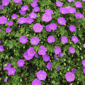 Geranium sanguineum Tiny Monster