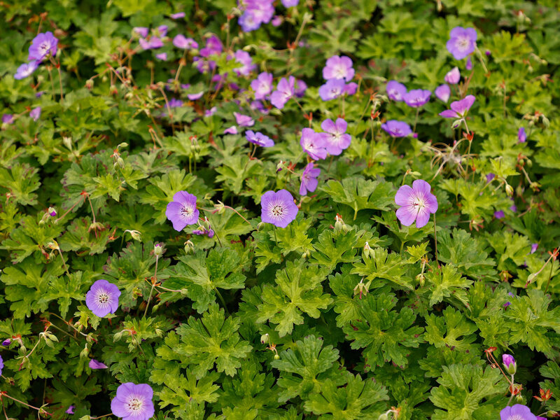 Geranium wallichianum ‚Azure Rush‘