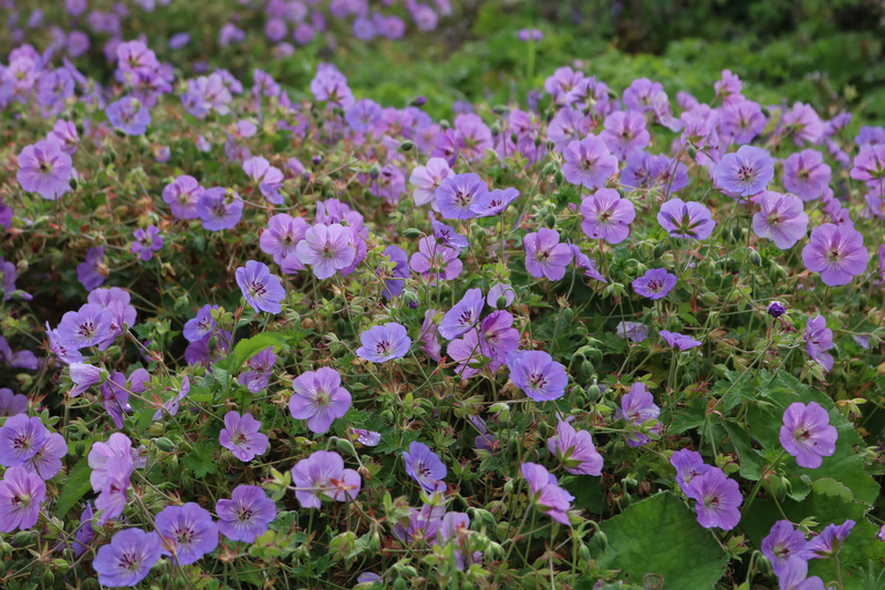 Geranium wallichianum ‚Azure Rush‘
