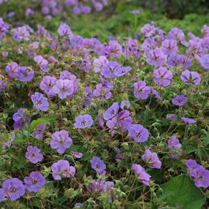 Geranium wallichianum ‚Azure Rush‘