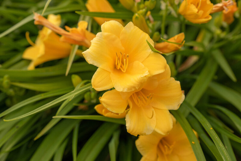 Hemerocallis x cultorum Stella dOro