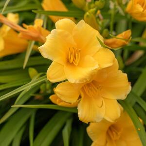 Hemerocallis x cultorum Stella dOro