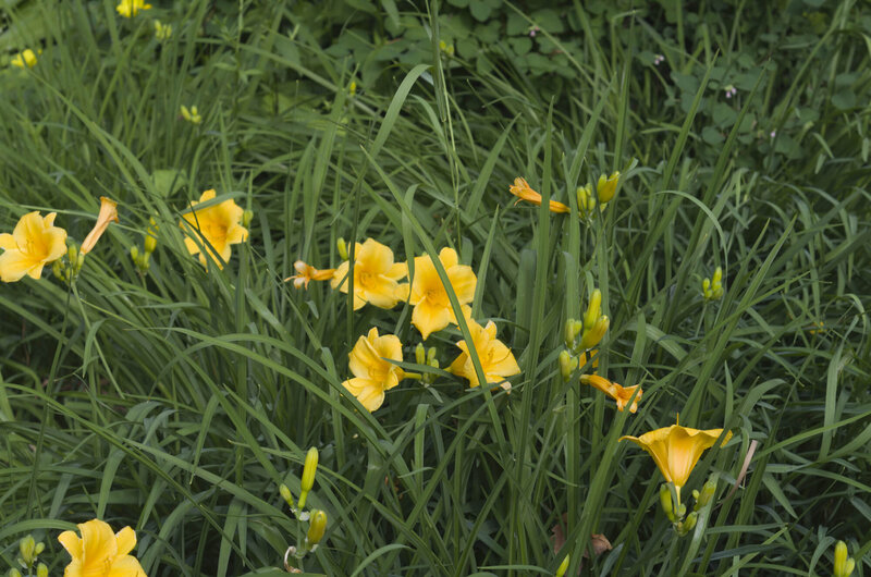 Hemerocallis x cultorum Stella dOro