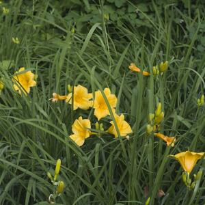 Hemerocallis x cultorum Stella dOro