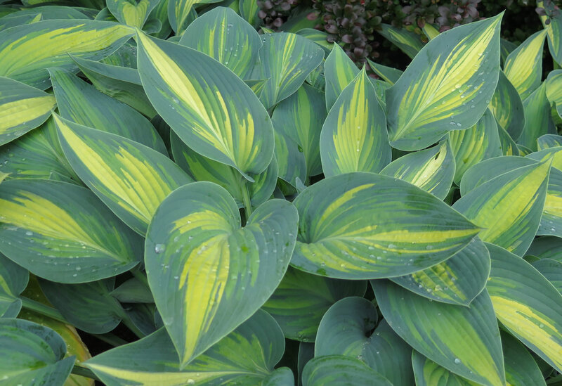 Hosta - Hybriden June