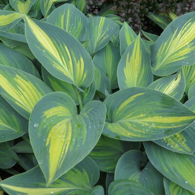 Hosta - Hybriden June