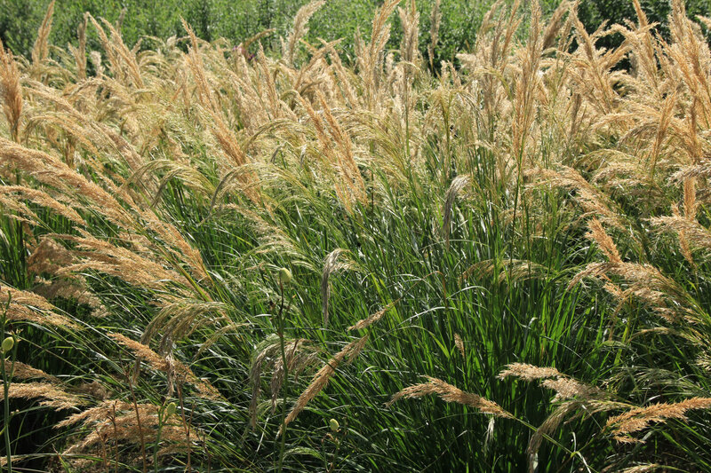 Achnatherum calamagrostis (Stipa calamagrostis)