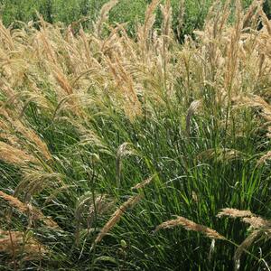 Achnatherum calamagrostis (Stipa calamagrostis)