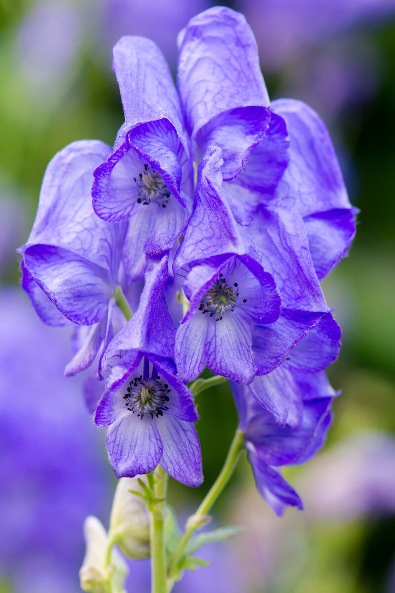 Aconitum carmichaelii Arendsii