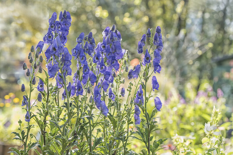 Aconitum carmichaelii Arendsii