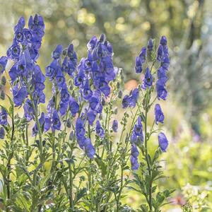 Aconitum carmichaelii Arendsii