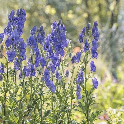 Aconitum carmichaelii Arendsii