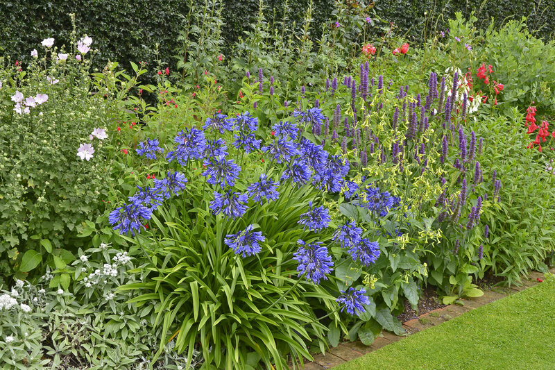 Agapanthus Hybriden Northern Star