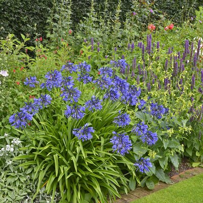 Agapanthus Hybriden Northern Star