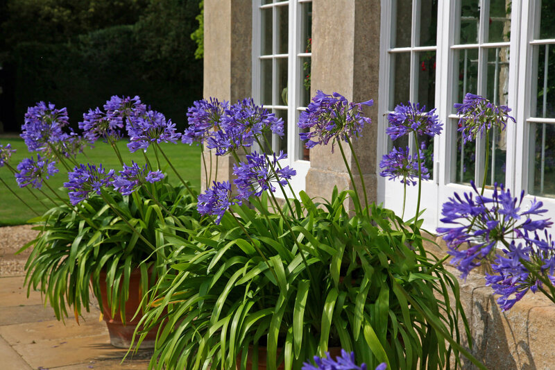 Agapanthus Hybriden Northern Star